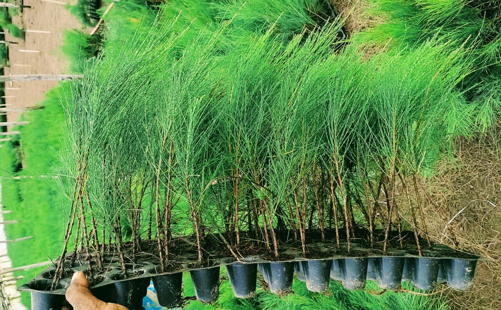 Casuarina Hybrid Clone CH-5